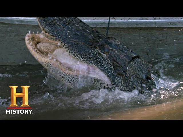 swamp people: troy and ashley s gator hunt (season 11) | history